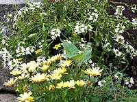 flowers on steps